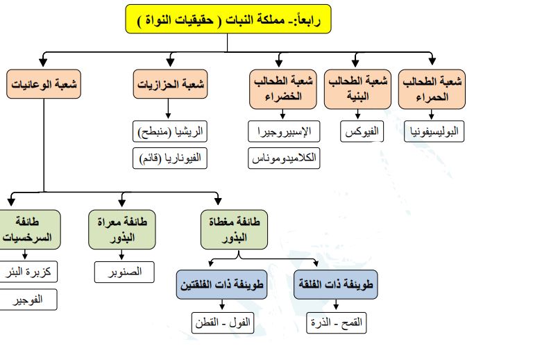 مملكة النبات