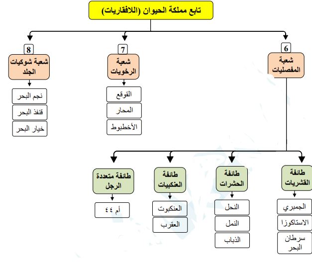 مملكة الحيوان