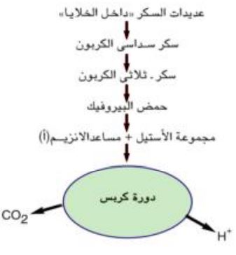 دورة كريس