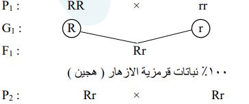 نبات قرمز الازهار