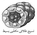 نسيج طلائي
