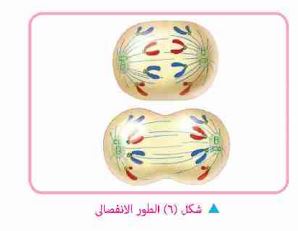 الطور الانفصالي