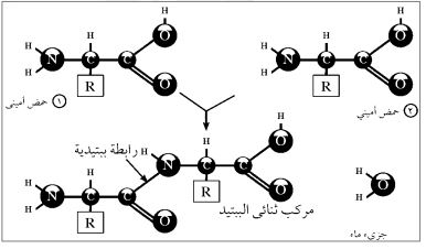 تركيب الحمض الاميني