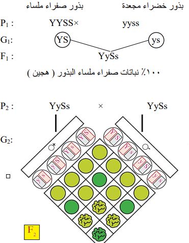 حل المثال 2