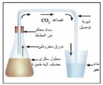 التخمر الكحولي