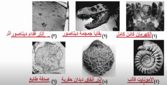 نوع الحفريات