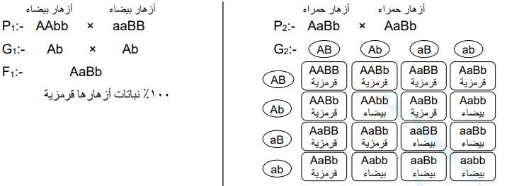 تهجين نبات بسلة الزهور أبيض