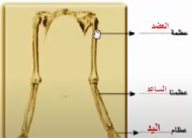 عظام