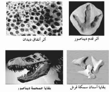 ديناصور