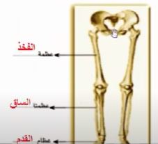 عظام