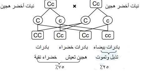 وراثة صفة غياب الكلوروفيل في نبات الذرة