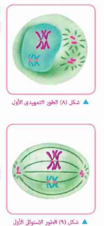 الطور التمهيدي والاستوائي