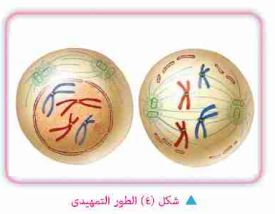 الطور تمهيدي
