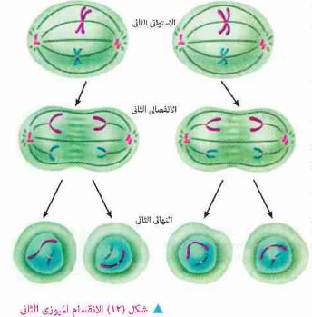 الانقسام الميوزي الثاني
