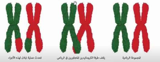 الامشاج