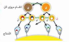 تكون الامشاج