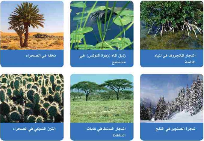 صورة