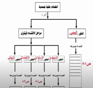 انقسام خلية جسدية