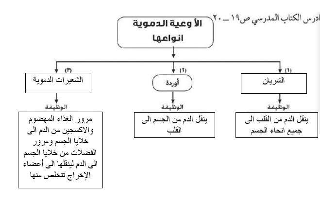 انواع الاوعية الدموية