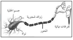 تركيب الخلية العصبية
