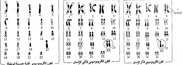 الطراز الكروموسومي