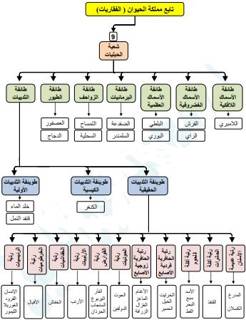 مملكة الحيوان